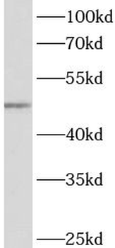 ACTL7A Antibody