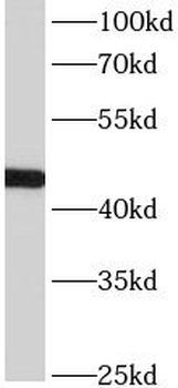 ACTL7B Antibody
