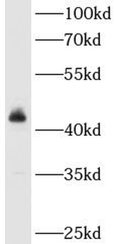 ACTR10 Antibody