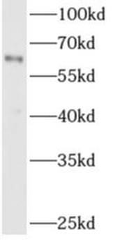 ADAM8 Antibody