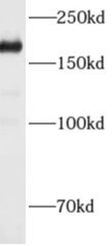 ADAMTS12 Antibody