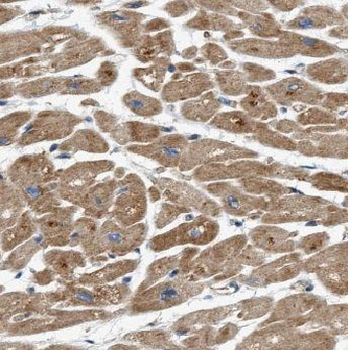 ADM2 Antibody