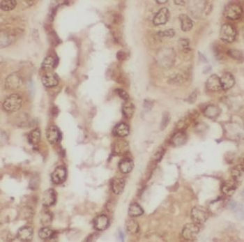 AGA Rabbit Polyclonal Antibody