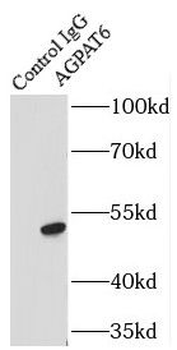 GPAT4 Antibody
