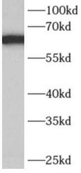 AK5 Antibody