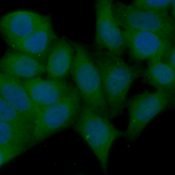 AKT1 Rabbit Polyclonal Antibody