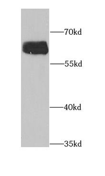 AAAS Antibody