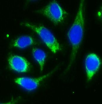 ALDH1L1 Antibody