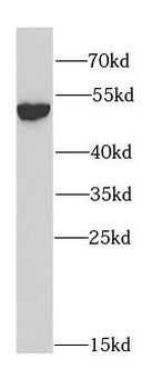 ALDH2 Rabbit Polyclonal Antibody