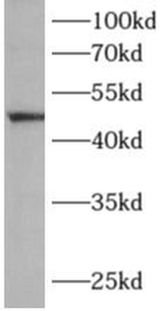 ALG1 Antibody