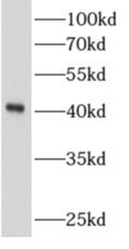 ALKBH1 Antibody