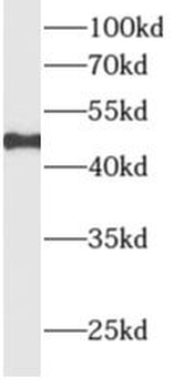 ALLC Antibody
