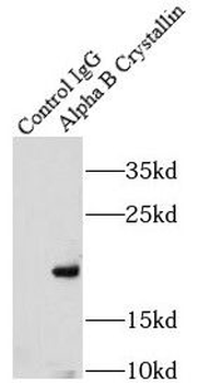 CRYAB Rabbit Polyclonal Antibody