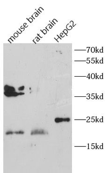 GFER Antibody