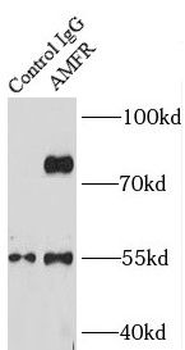 AMFR Antibody