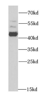 ACY1 Antibody