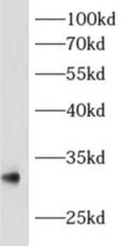 AMZ1 Antibody