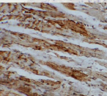 AMZ1 Rabbit Polyclonal Antibody