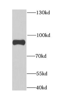 ANAPC5 Antibody