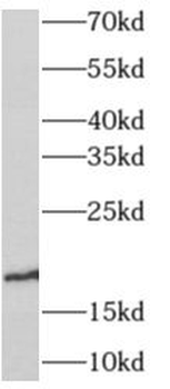 ANG Antibody