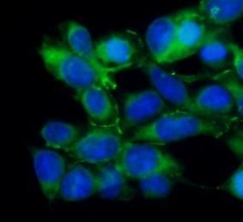 ANGPTL4 Antibody