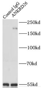 ANKRD26 Rabbit Polyclonal Antibody