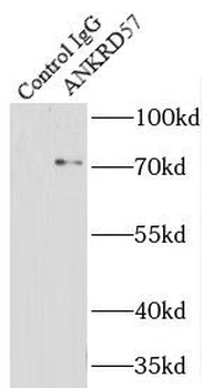 SOWAHC Antibody