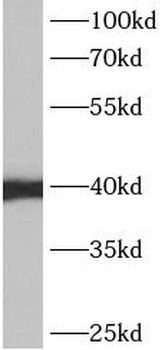 ANXA13 Rabbit Polyclonal Antibody