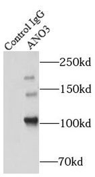 ANO3 Antibody