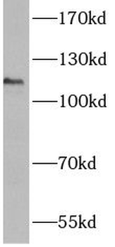 ANO3 Rabbit Polyclonal Antibody