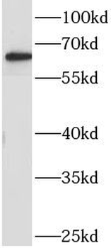 AOAH Antibody