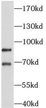 AP1G2 Antibody