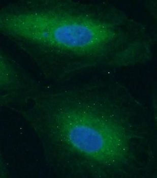 APAF1 Antibody