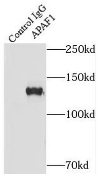APAF1 Rabbit Polyclonal Antibody