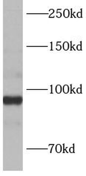 ANAPC4 Antibody