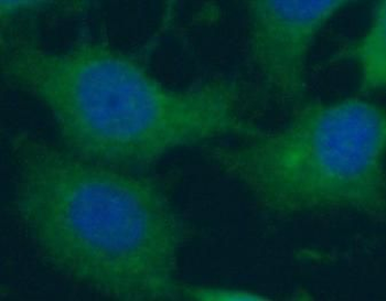 APOBEC3G Antibody