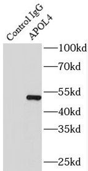 APOL4 Rabbit Polyclonal Antibody
