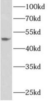 APOL4 Rabbit Polyclonal Antibody