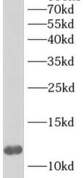 APOA2 Antibody