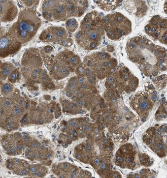 APOA2 Rabbit Polyclonal Antibody