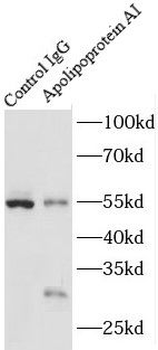 APOA1 Antibody