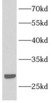 APOA1 Rabbit Polyclonal Antibody