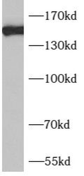 AQR Antibody