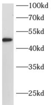 ARC Rabbit Polyclonal Antibody