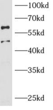 ARCN1 Antibody