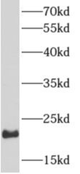 ARF1 Antibody