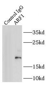 ARF1 Antibody