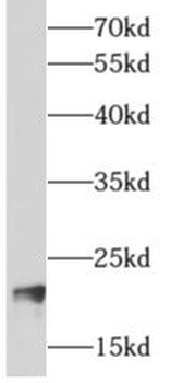 ARF3 Antibody