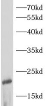 ARF3 Antibody