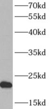 ARF5 Antibody